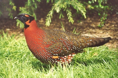 Satyr Tragopan