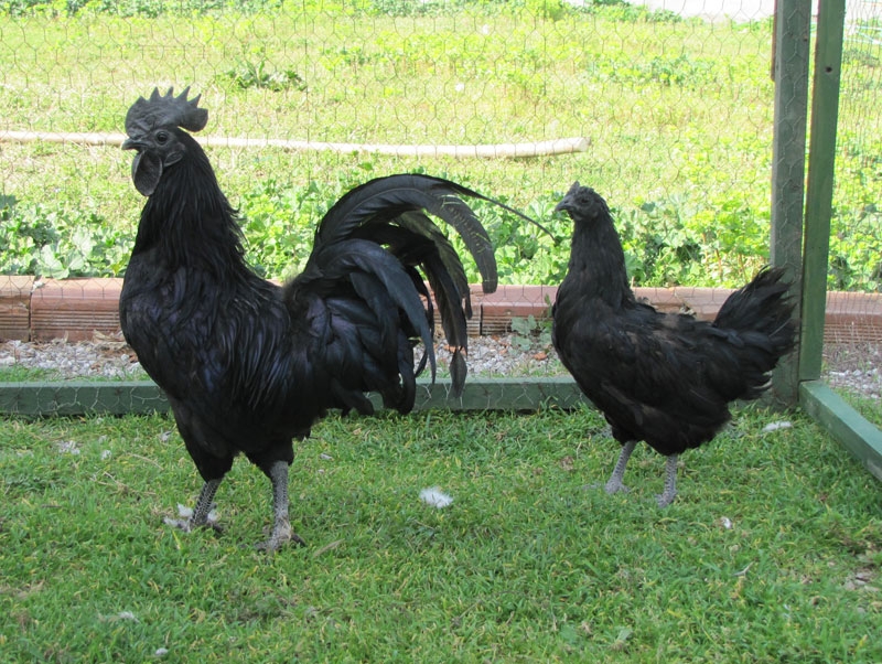 Ayem Cemani