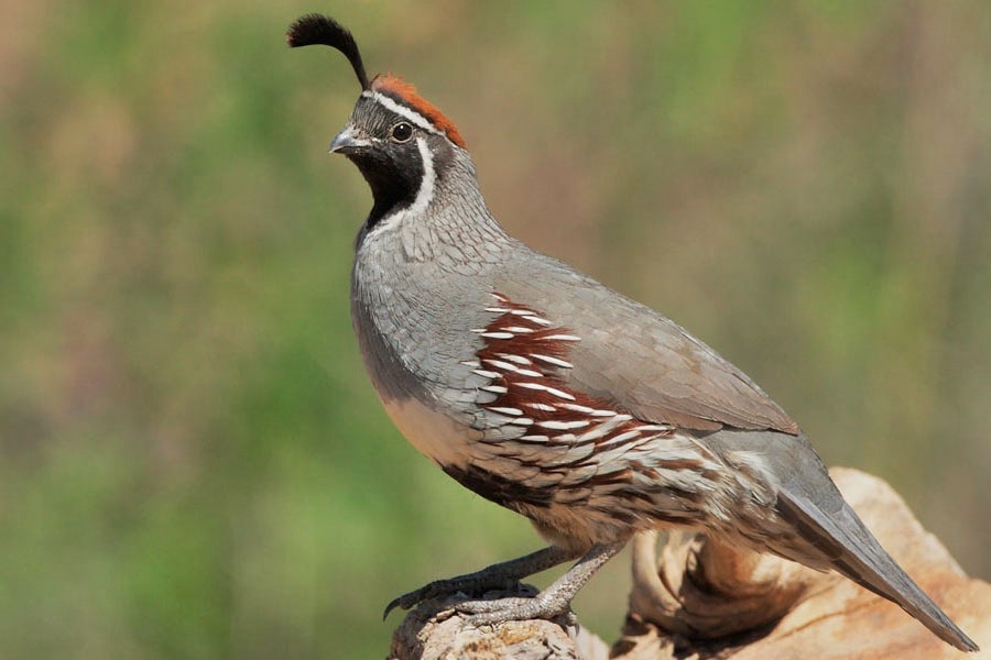 Gambel Bıldırcını