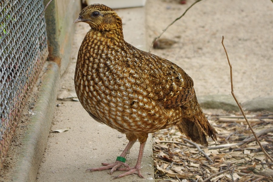 Temmink Tragopan